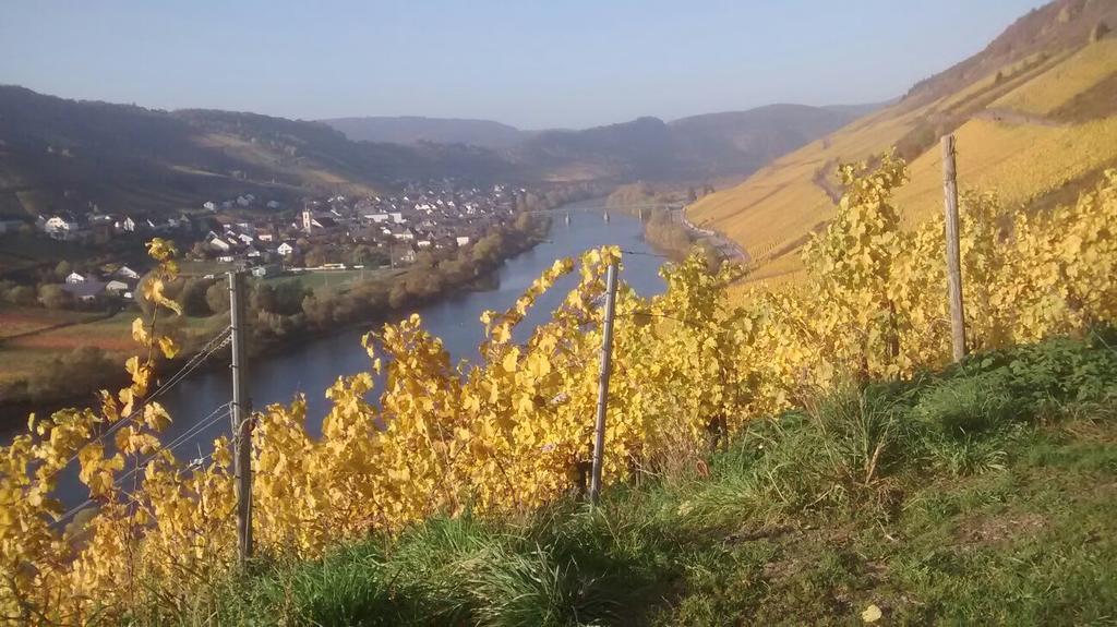 Weingut Matthias Dauns