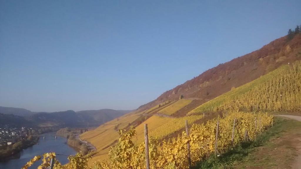 Apartment Weingut Matthias Dauns Reil