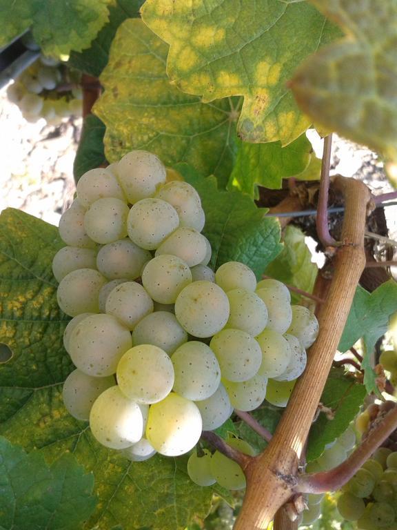 Апартаменты Weingut Matthias Dauns *