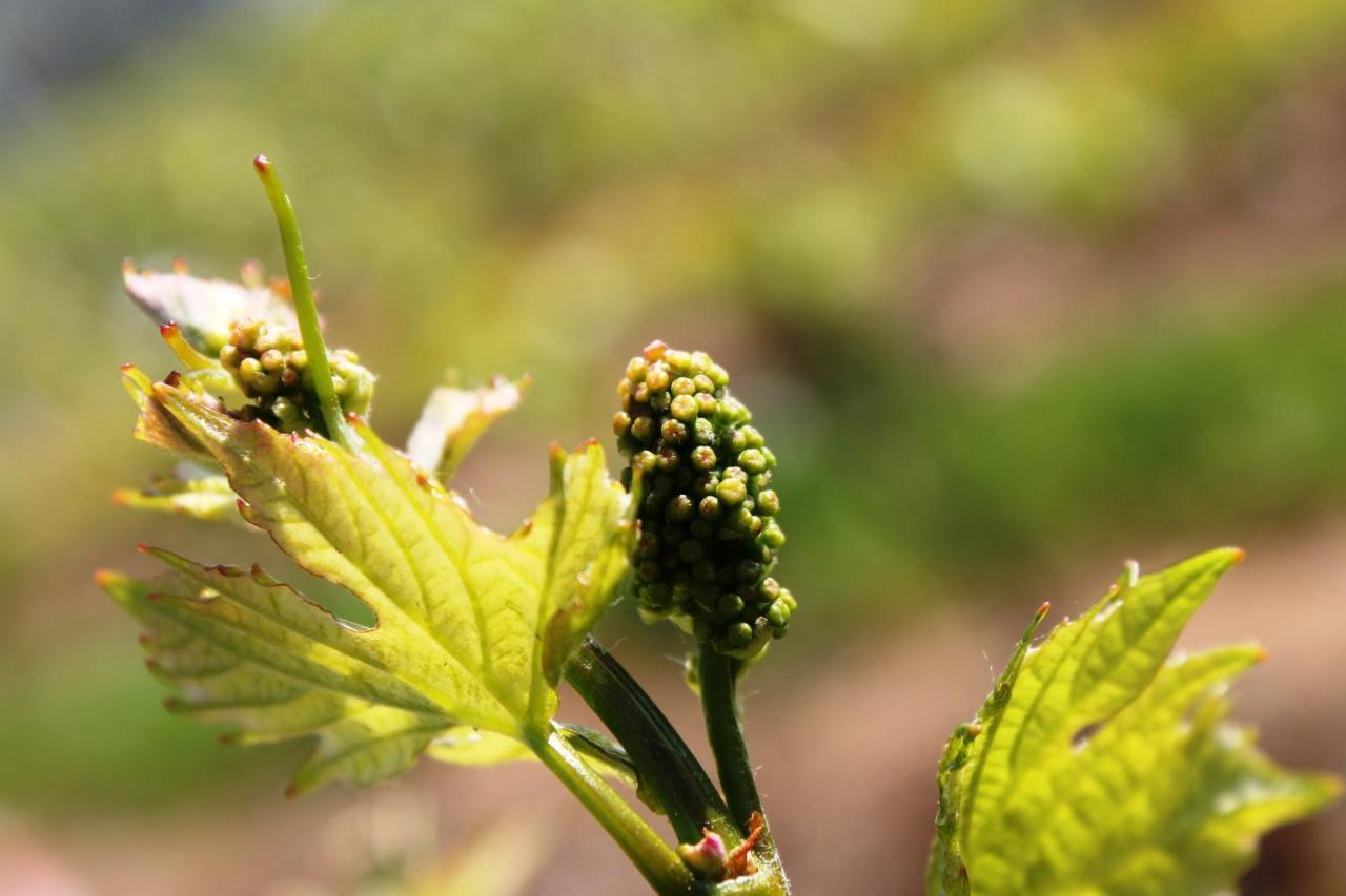 Weingut Matthias Dauns
